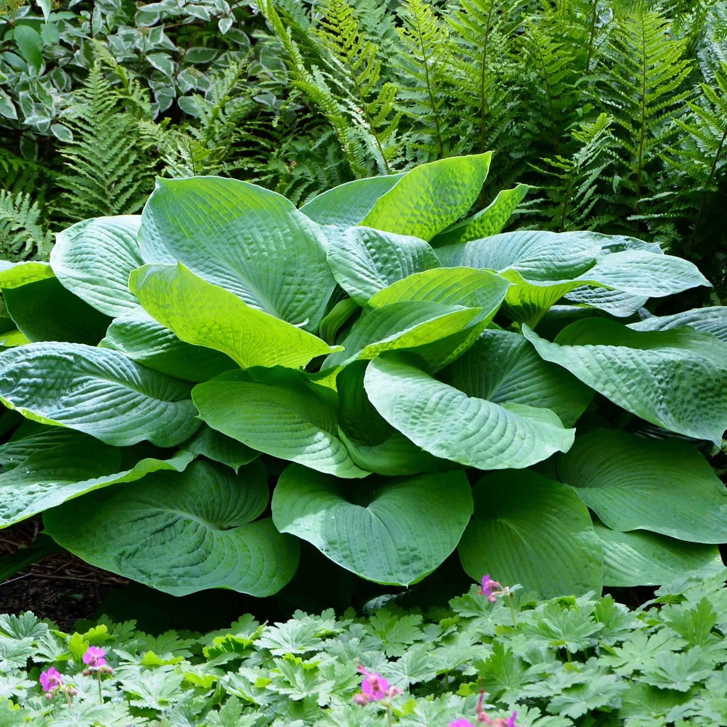 Hosta Roots - Giant Jurassic Park