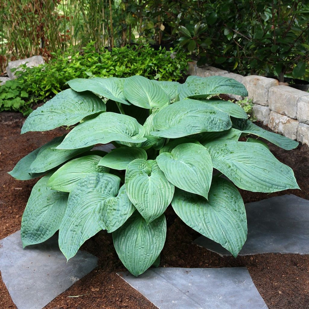 Hosta Roots - Giant Jurassic Park