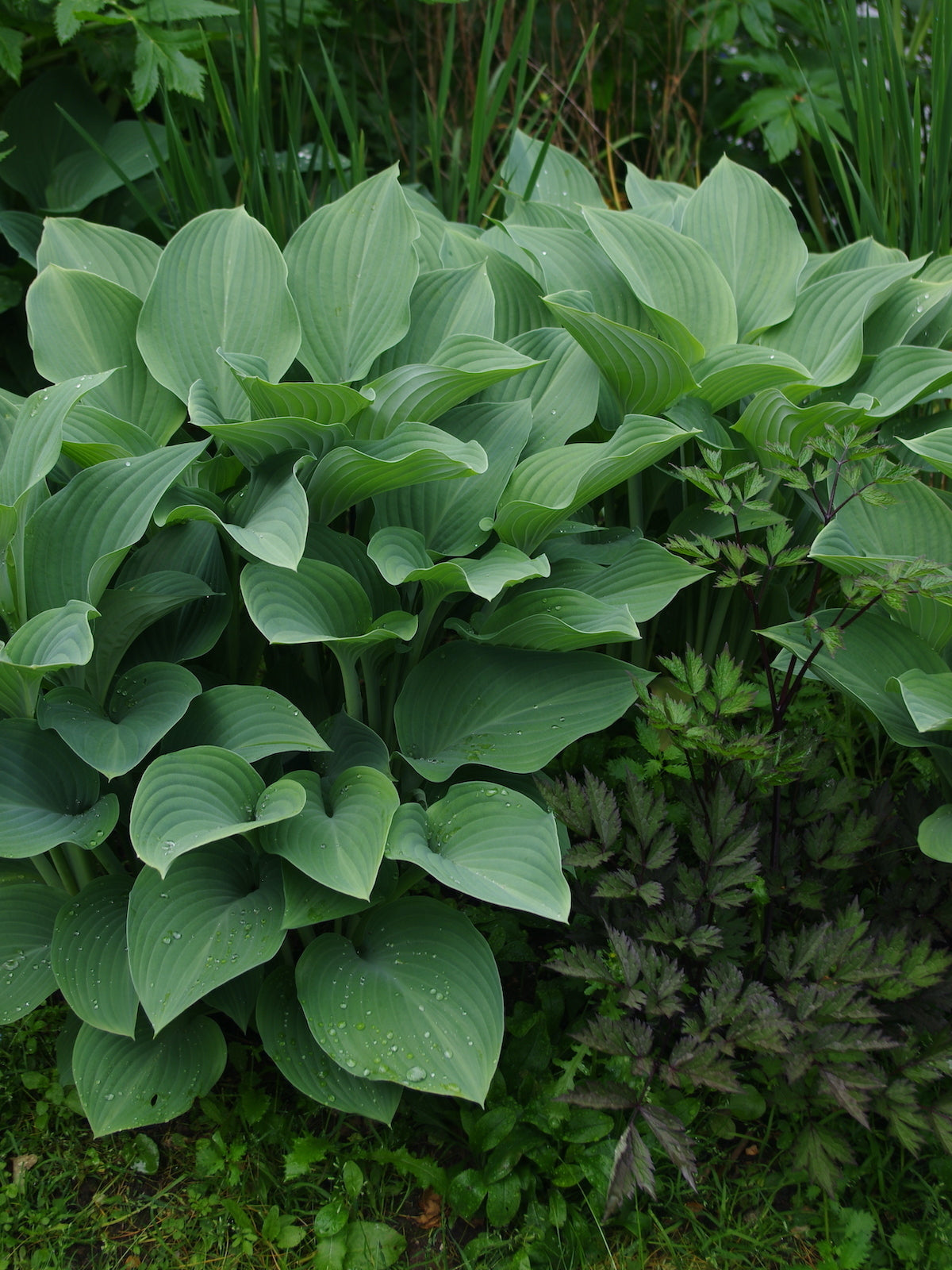 Hosta Roots - Krossa Regal