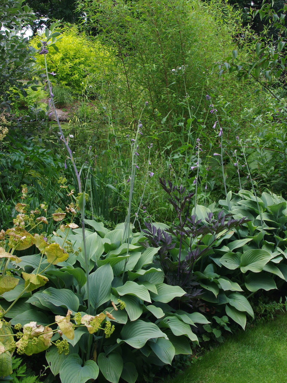 Hosta Roots - Krossa Regal