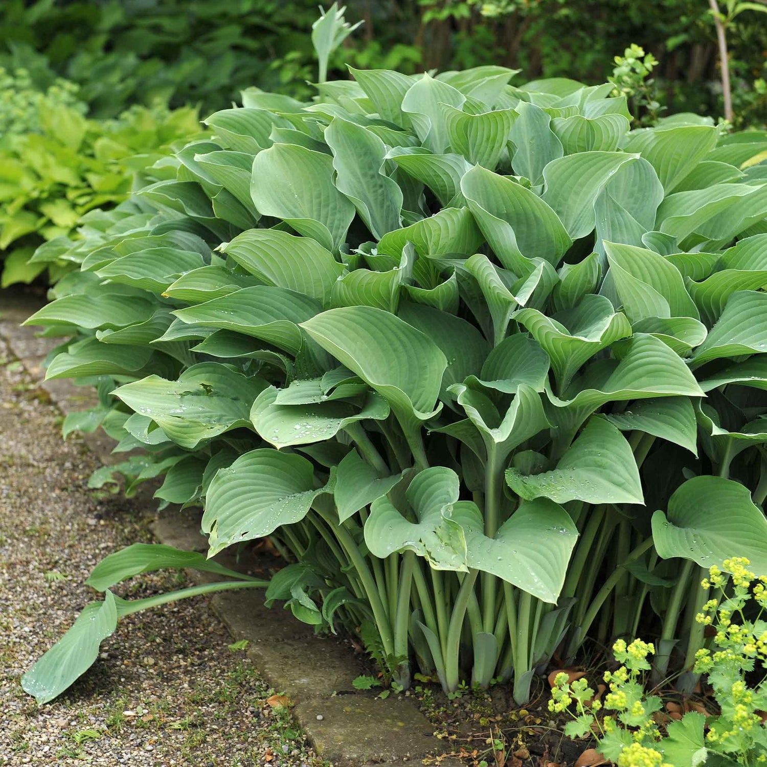 Hosta Roots - Krossa Regal