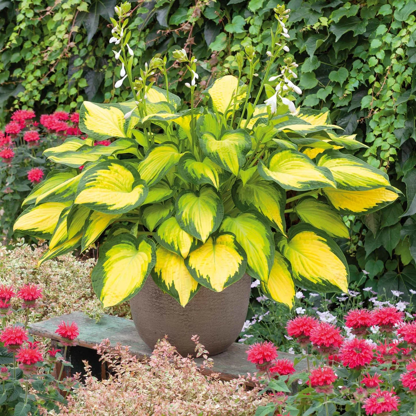 Hosta Roots - Orange Marmalade