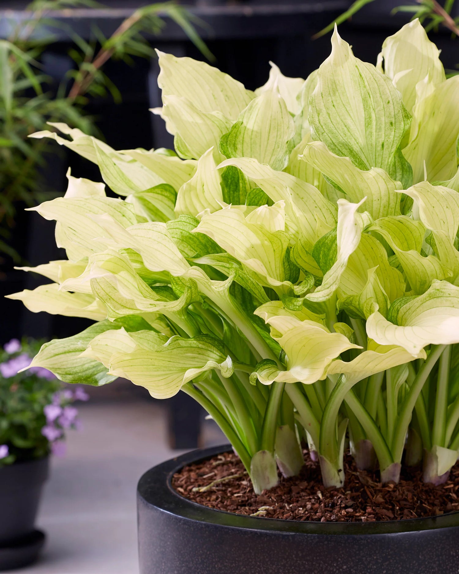 Hosta Roots - White Feather