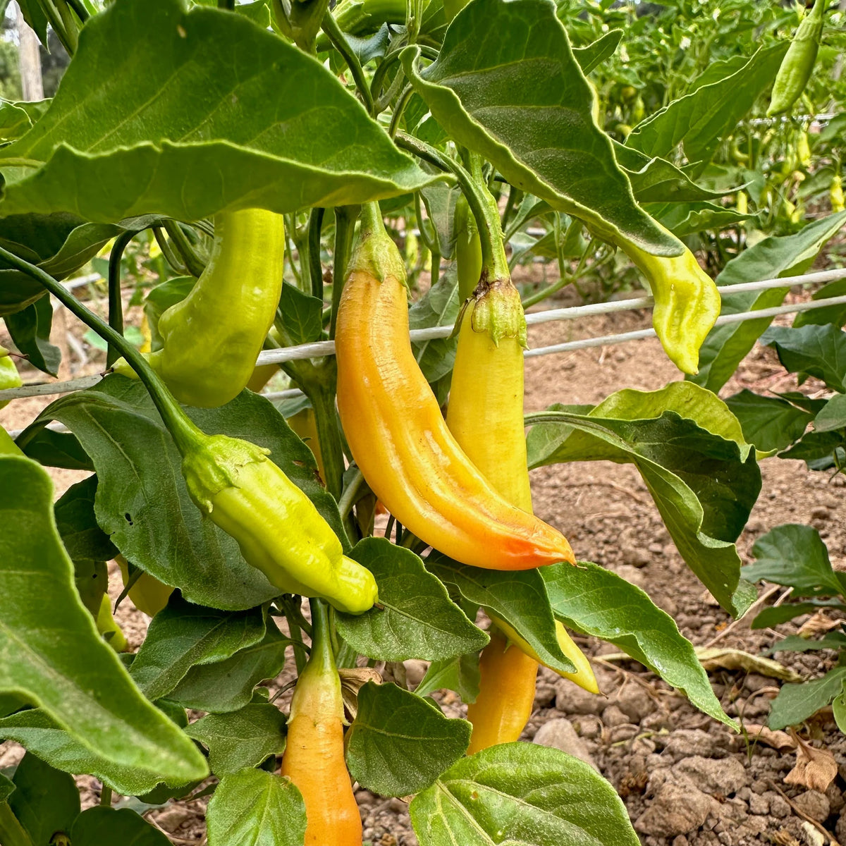 Hot pepper seeds high germination quality for home gardening