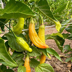 Hot pepper seeds high germination quality for home gardening