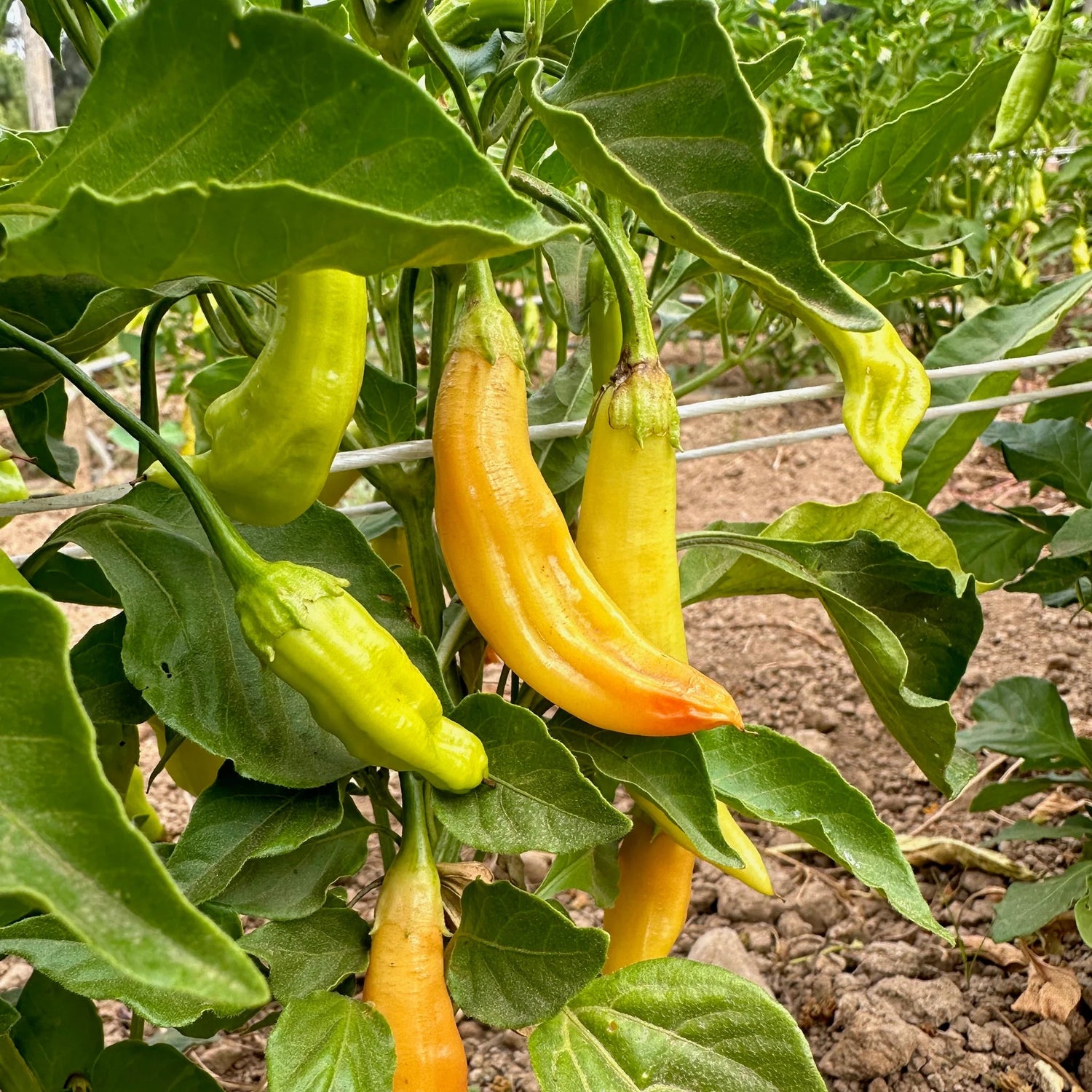 Hot pepper seeds high germination quality for home gardening
