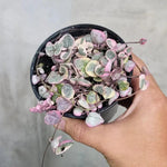 high-germination-non-gmo-ceropegia-pink-seeds

