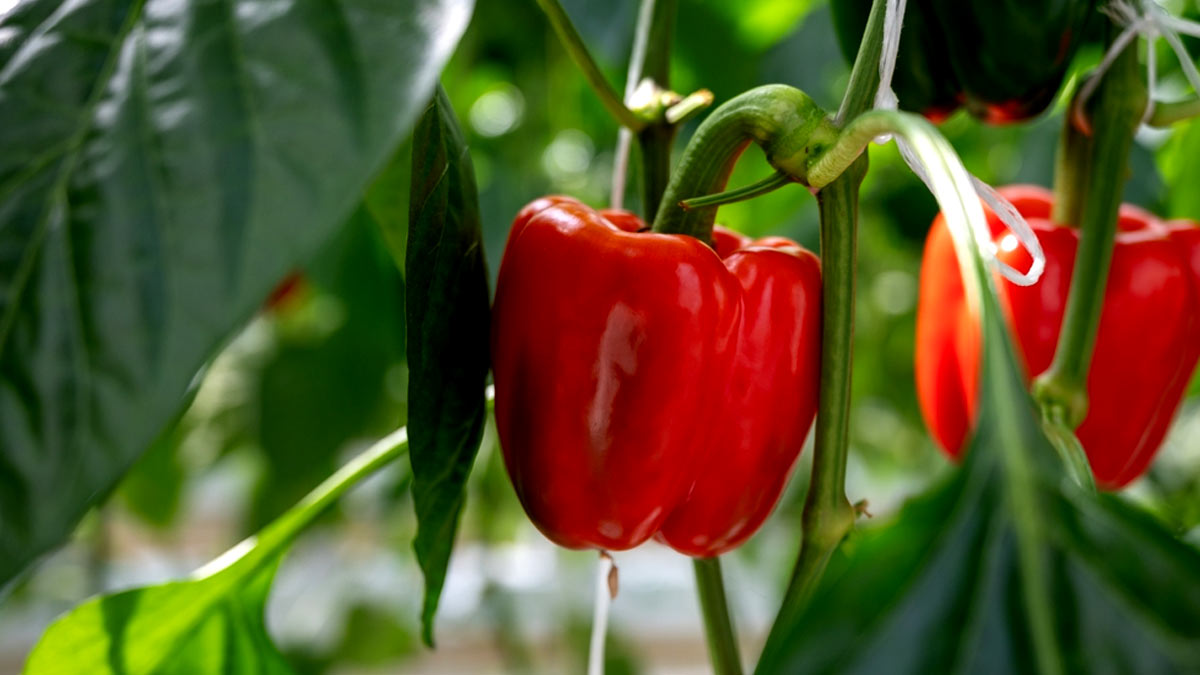 Riot Pepper Capsicum seeds for growing super-hot peppers in your home garden and spicy culinary dishes