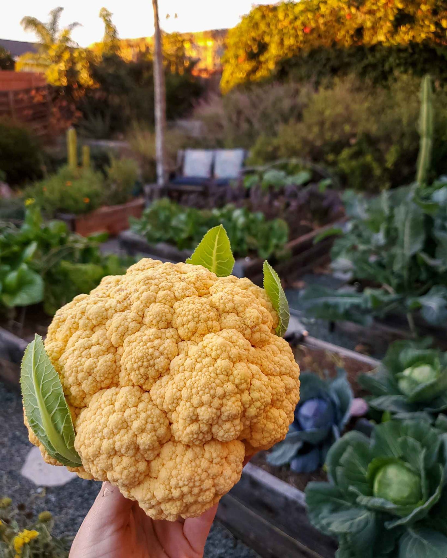 Orange Cauliflower Vegetable Seeds for Planting