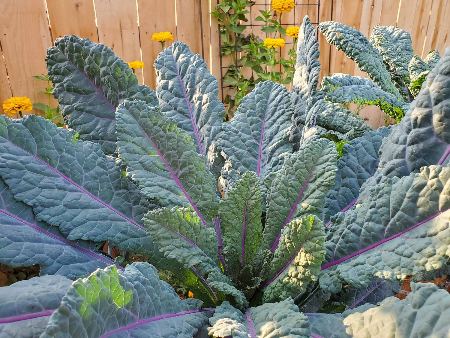 Dazzling Kale Seeds for Planting