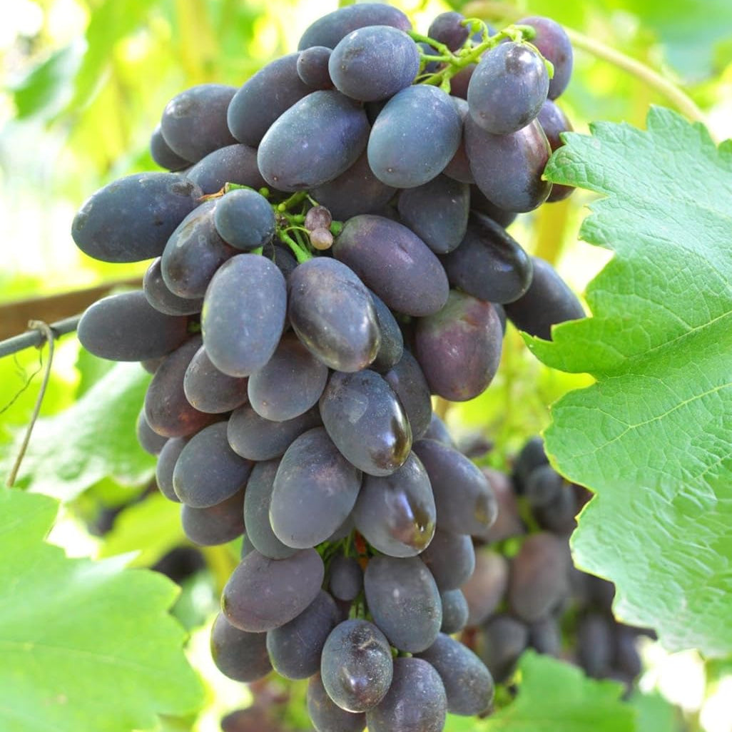 How to grow Midnight Beauty Grapes from seeds gardening guide