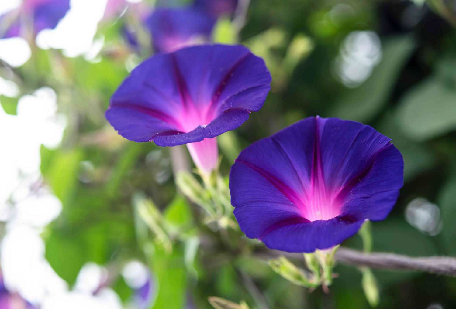 Heavenly Blue Morning Glory