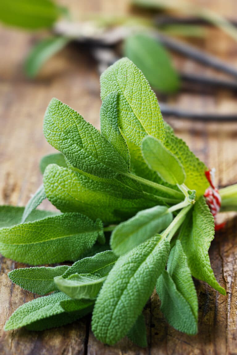 Sage Seeds