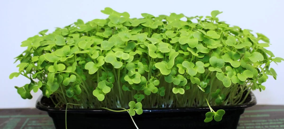 Tatsoi Organic Microgreen Seed