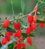 How to plant goji berry seeds step by step