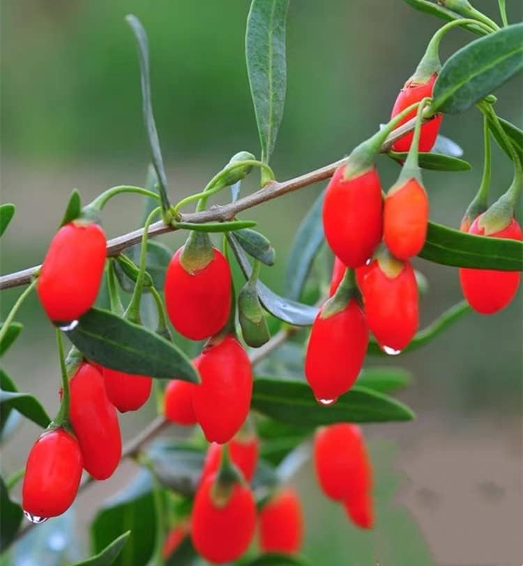 How to plant goji berry seeds step by step