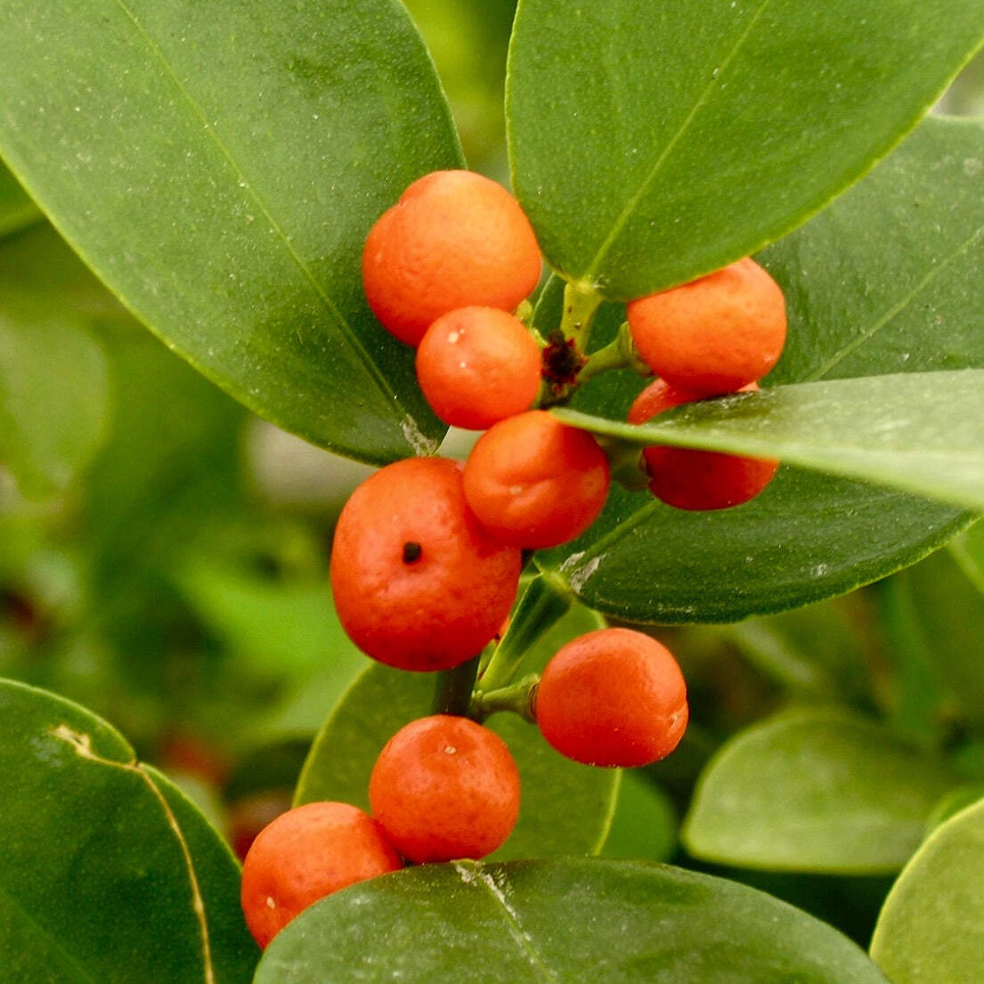 How to plant kumquat seeds step-by-step guide