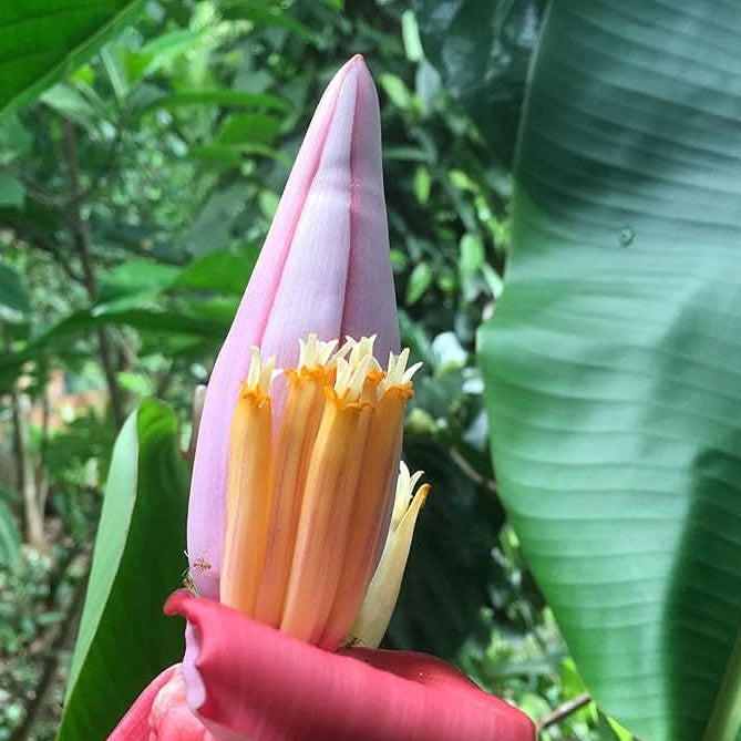 How to plant Musa ornata banana seeds step by step