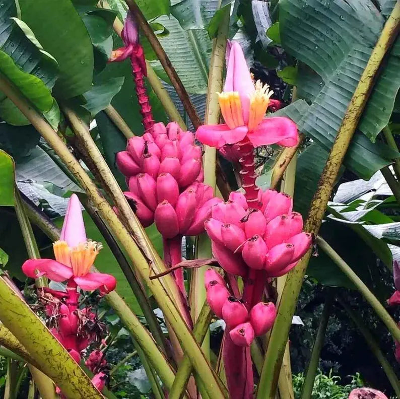 How to plant Musa velutina seeds for home gardening