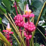 How to plant Musa velutina seeds for home gardening