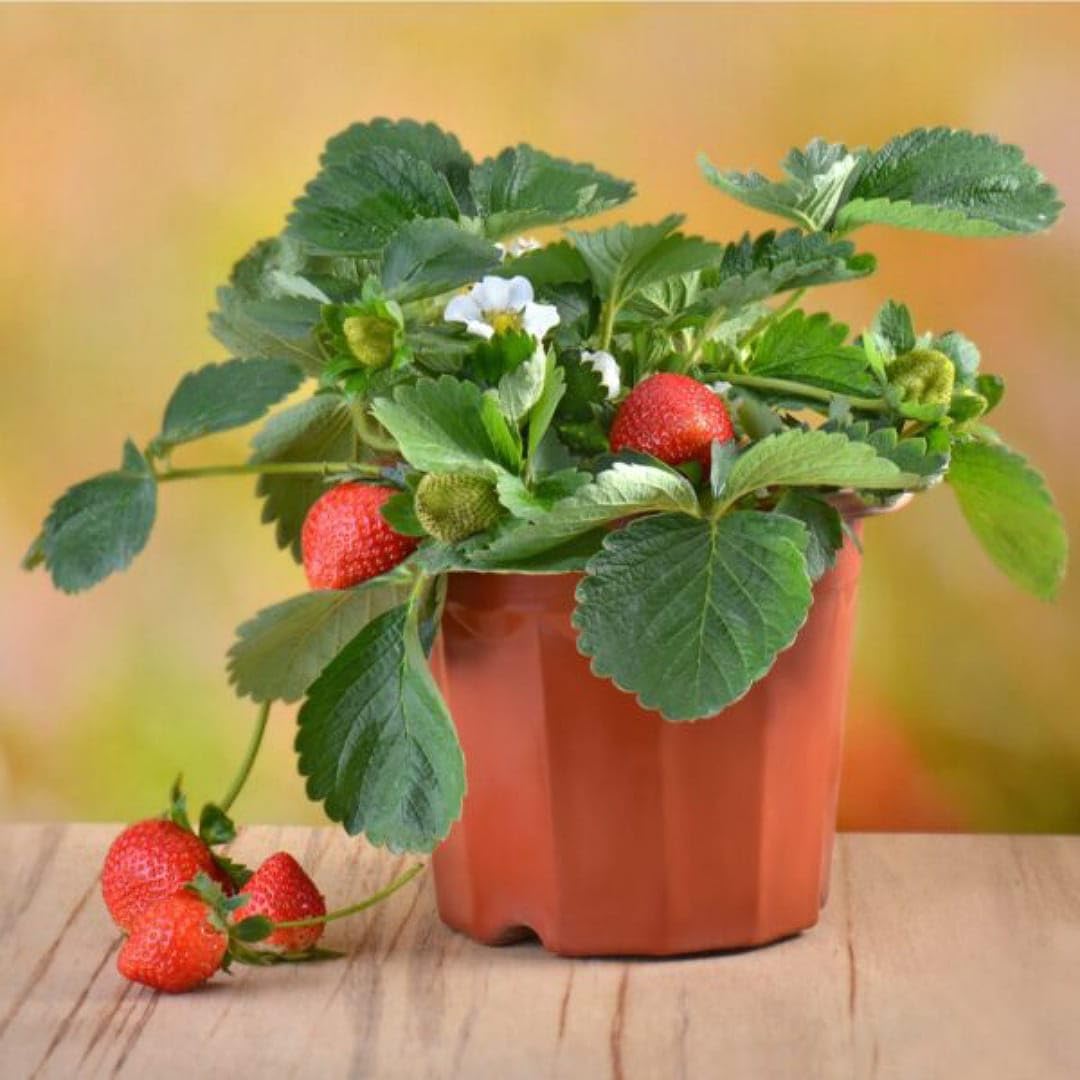How to plant strawberry seeds step by step for home gardeners