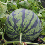 how to plant watermelon seeds step by step for home garden