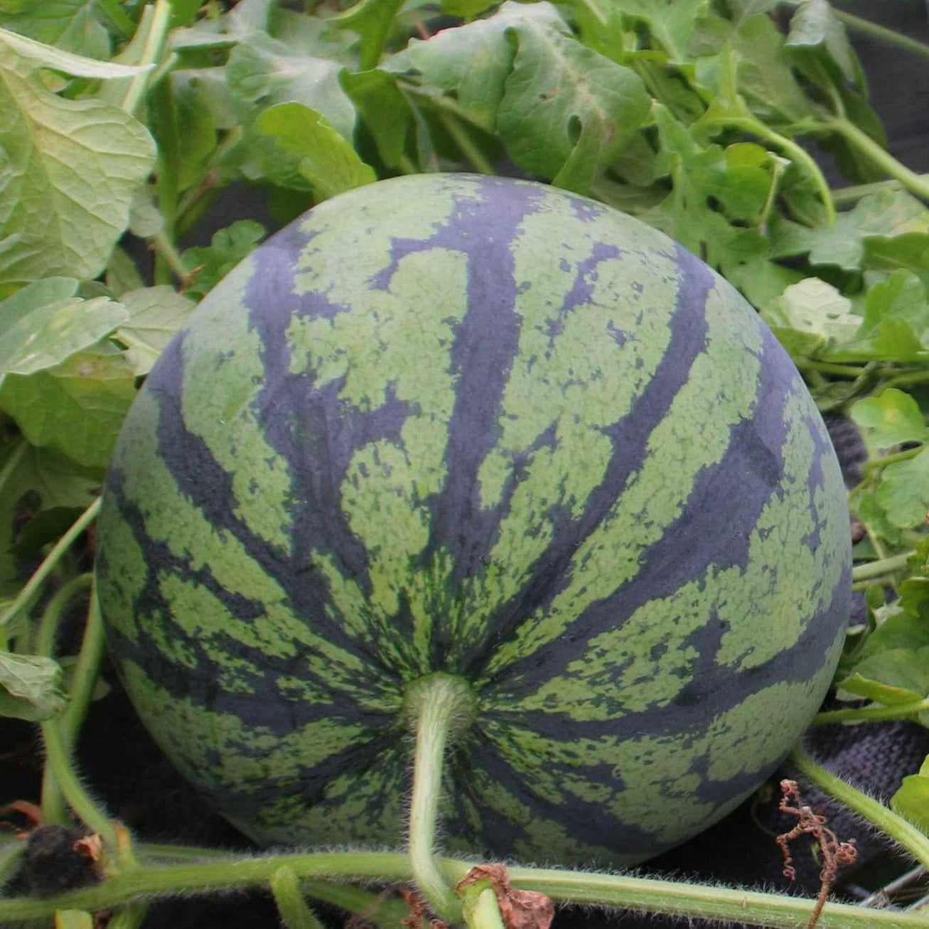 how to plant watermelon seeds step by step for home garden