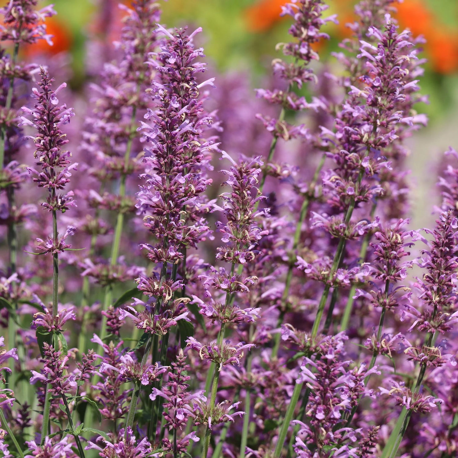 Agastache Rose Mint