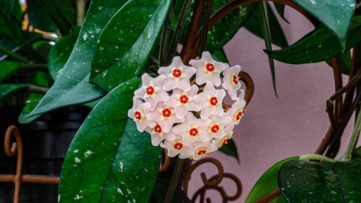 Aleurites Flower Seeds for Planting, Unique Blooms, 100 pcs