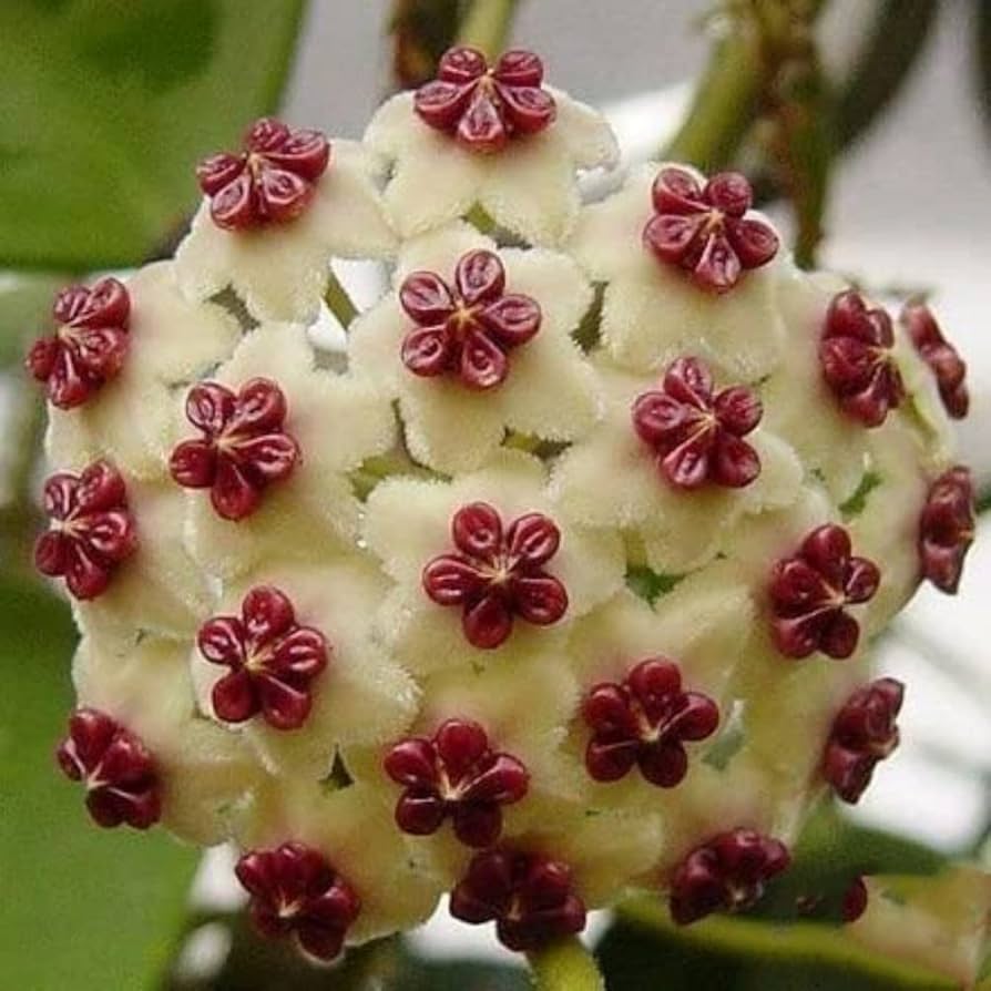 Hoya carnosa orchid ball flower seeds for planting in indoor pots or hanging planters - Dharaseeds