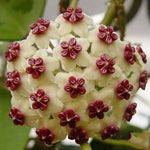 Hoya carnosa orchid ball flower seeds for planting in indoor pots or hanging planters - Dharaseeds