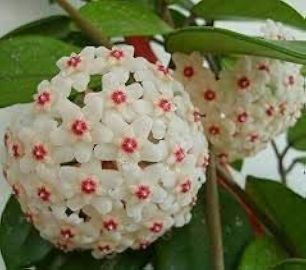 Hoya carnosa orchid ball flower seeds for planting in indoor pots or hanging planters - Dharaseeds