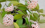 Hoya carnosa orchid ball flower seeds for planting in indoor pots or hanging planters - Dharaseeds
