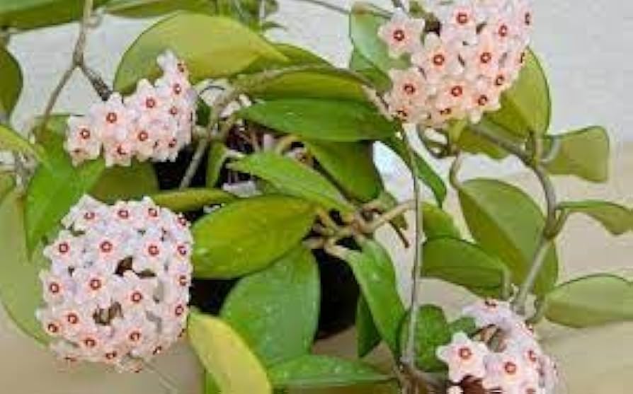 Hoya carnosa orchid ball flower seeds for planting in indoor pots or hanging planters - Dharaseeds
