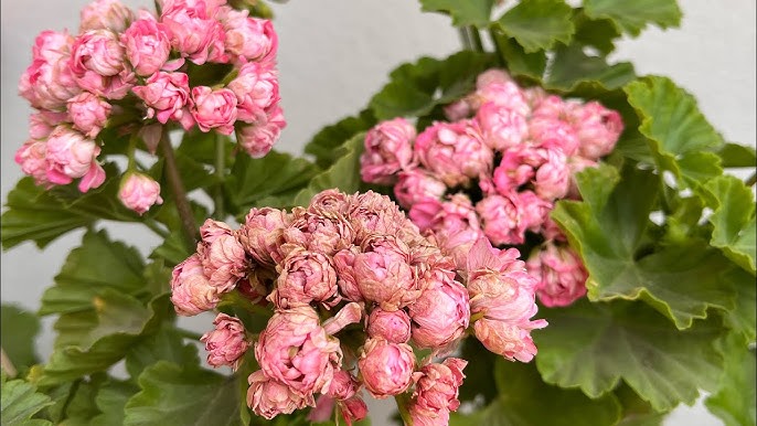 Deep Pink Geranium (Pelargonium peltatum) Seeds for Planting for Balcony Garden and Flower Bed