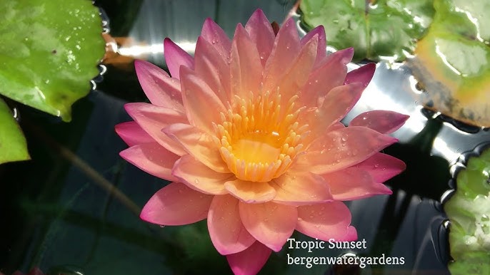 Tropical Sunset (Tropical Water Lilly)