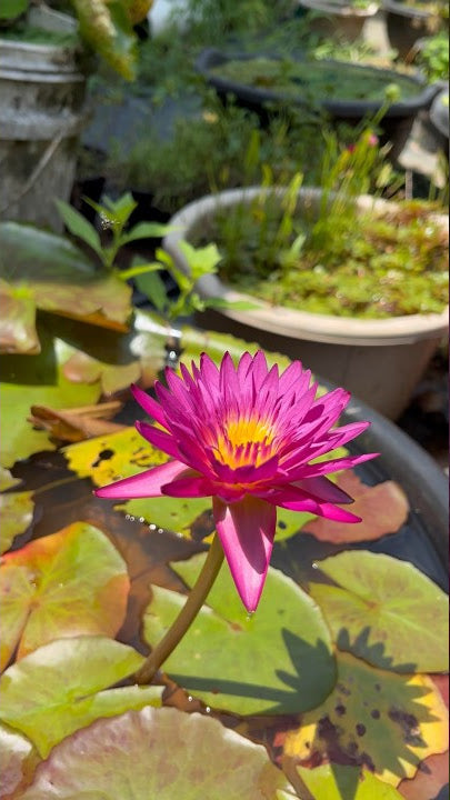 Nympaea JuleangSab (Tropical Water Lilly)