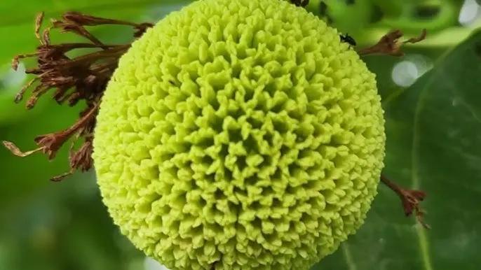 Green Anthocephalus Kadamba Plant Seeds for Planting - NON GMO Seeds Dhara Seeds