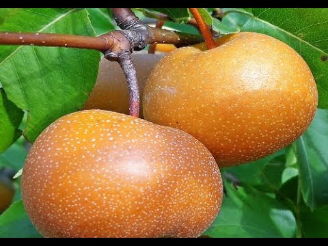 Korean Pear (Pyrus pyrifolia)