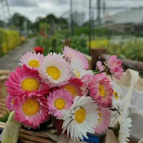 Paper Flower Double Mixture Seeds