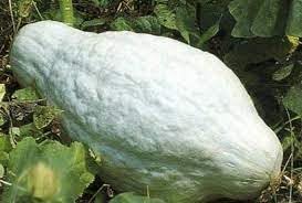 Hubbard Vegetable Seeds for Planting - 100 Pcs pcs - Dharaseeds