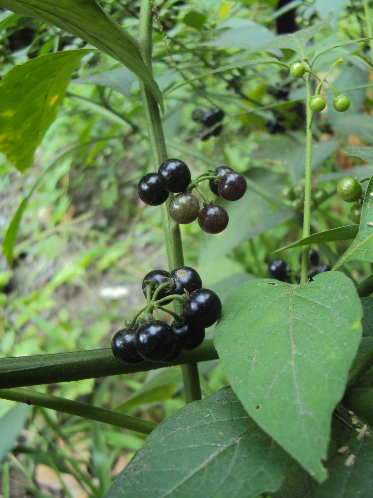 Huckleberry plant growth from premium seeds
