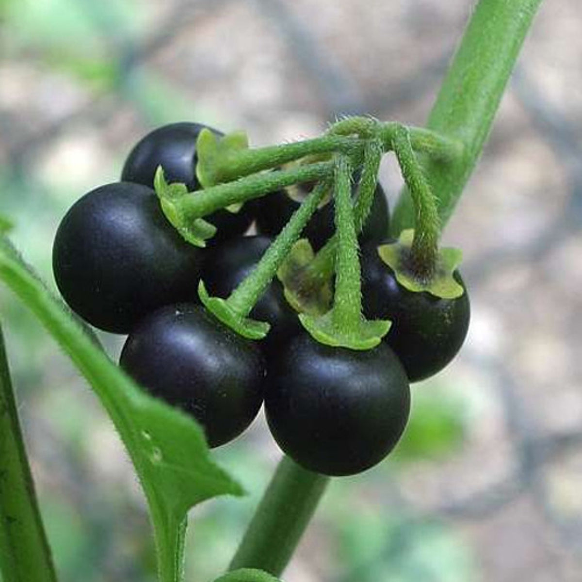 Non GMO huckleberry seeds for home garden