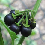 Non GMO huckleberry seeds for home garden