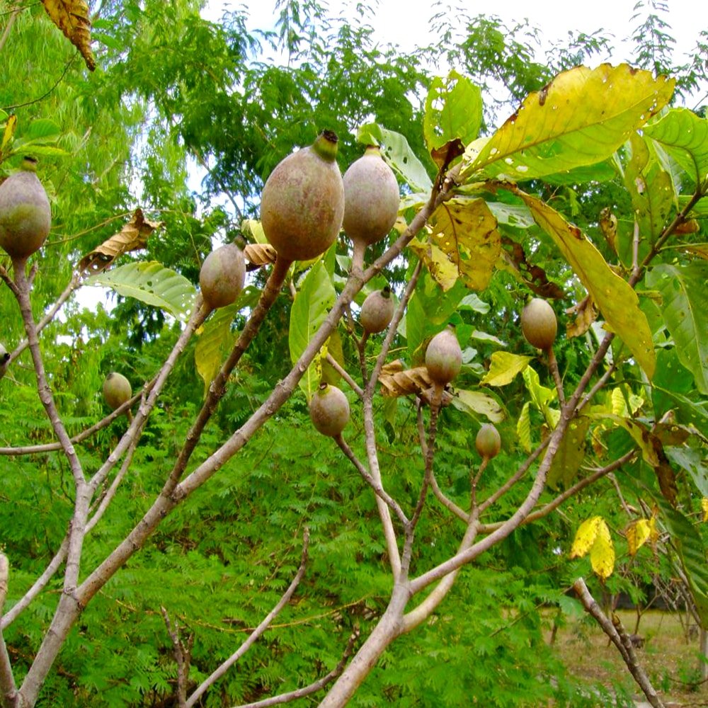 Huito (Genipa americana)