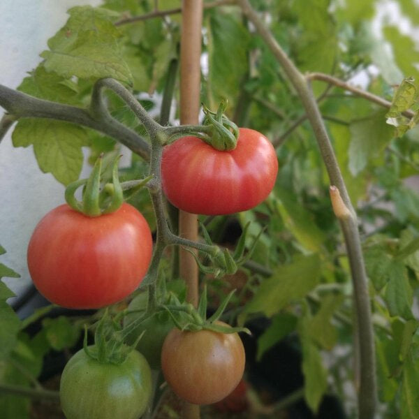 Tomato Kremlevskiye Kuranty Solanum lycopersicum vegetable seeds for planting in vertical garden or pots