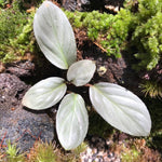 Humilis Silver seeds for planting compact ornamental plant variety