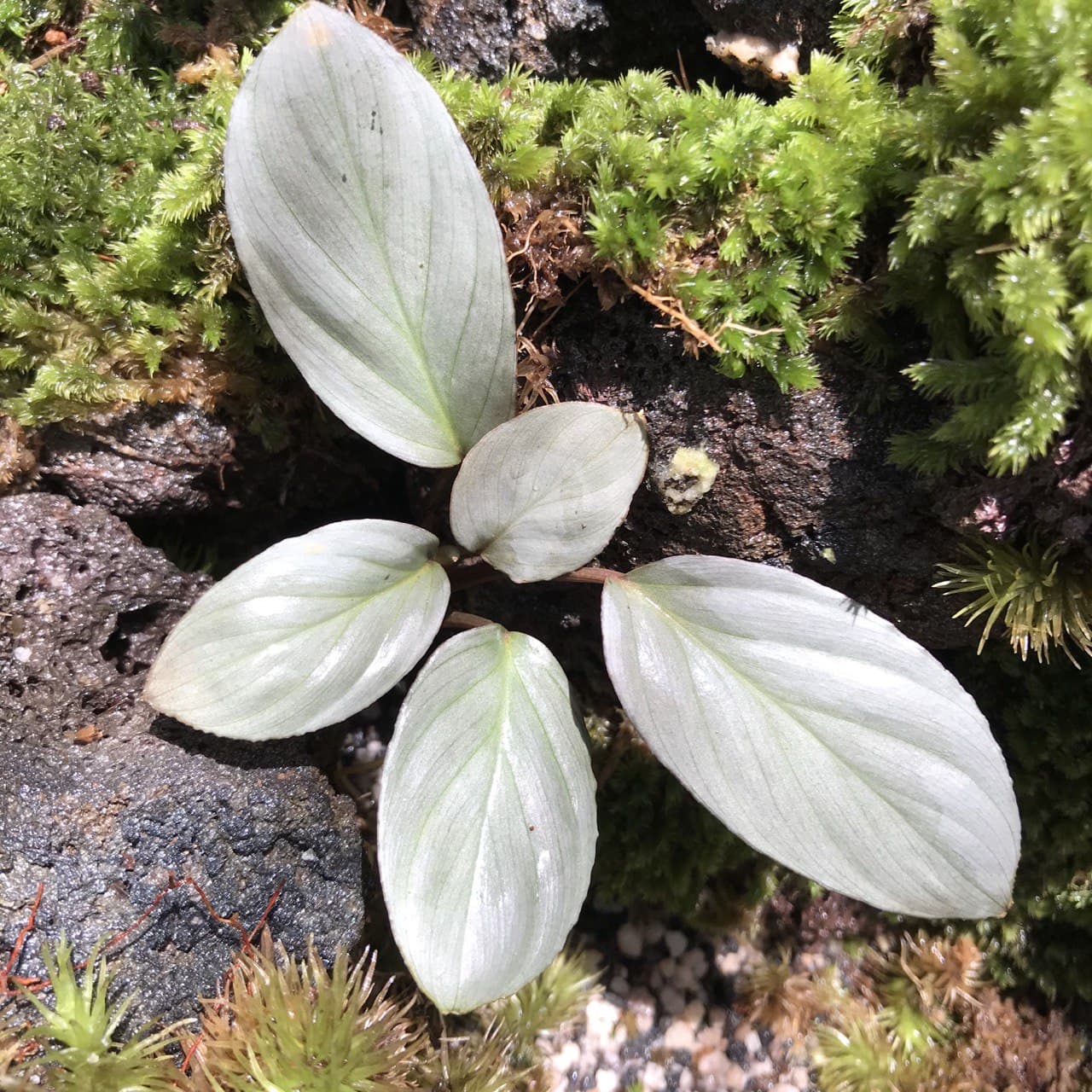 Humilis Silver seeds for planting compact ornamental plant variety