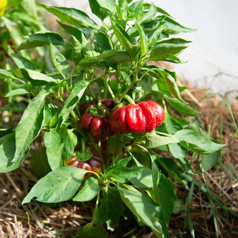 Hungarian Tomato - Shaped Pepper Seeds – Sweet and Decorative Heirloom Variety - Dharaseeds