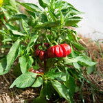 Hungarian Tomato - Shaped Pepper Seeds – Sweet and Decorative Heirloom Variety - Dharaseeds